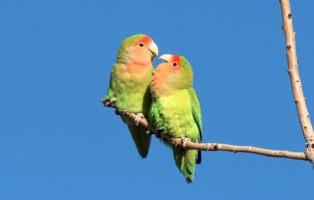 Parrots Cockatoo