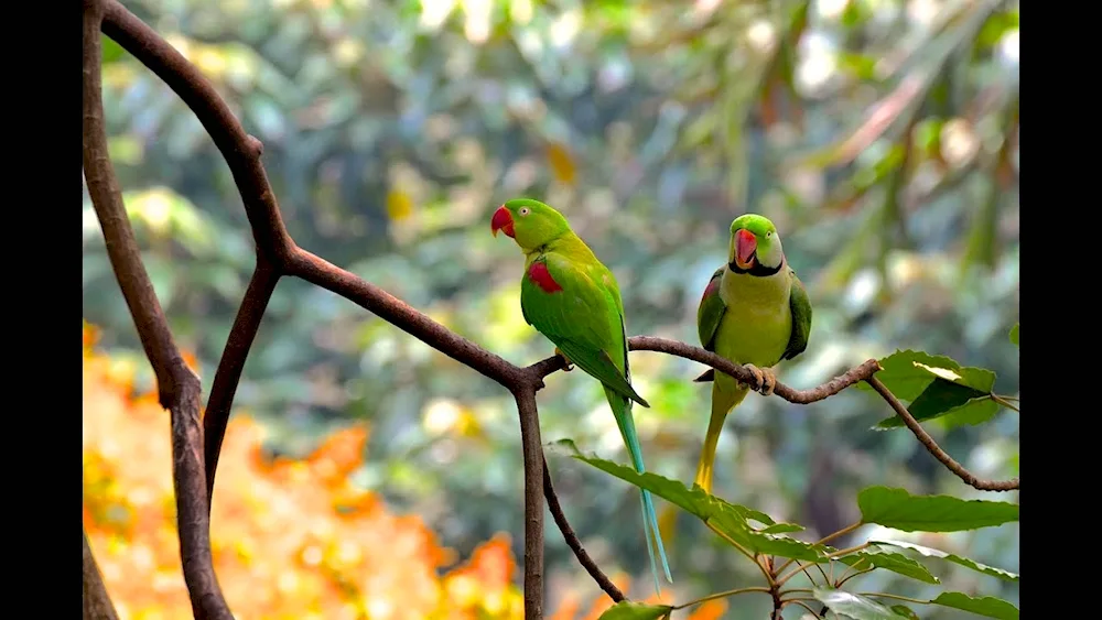 Tropical birds