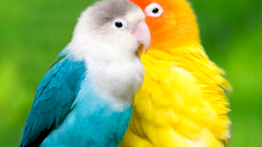 Red-banded Parrot