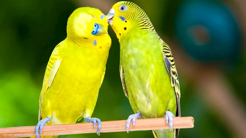 Blue Harlequin Wavy Parrot