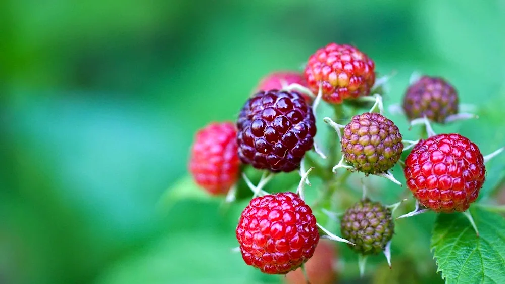 Unripe raspberries