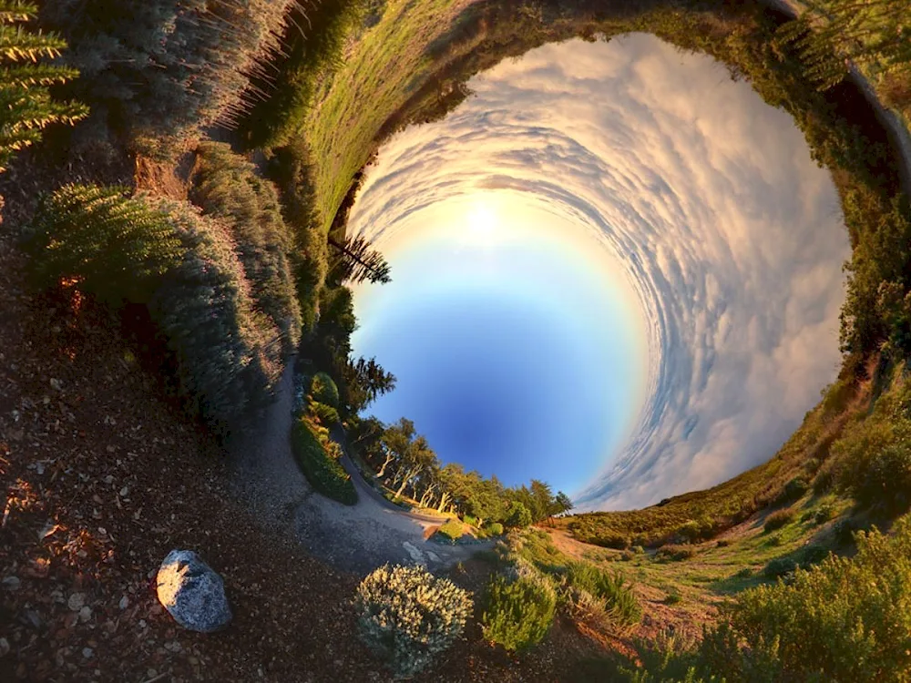 Twin Peaks forest