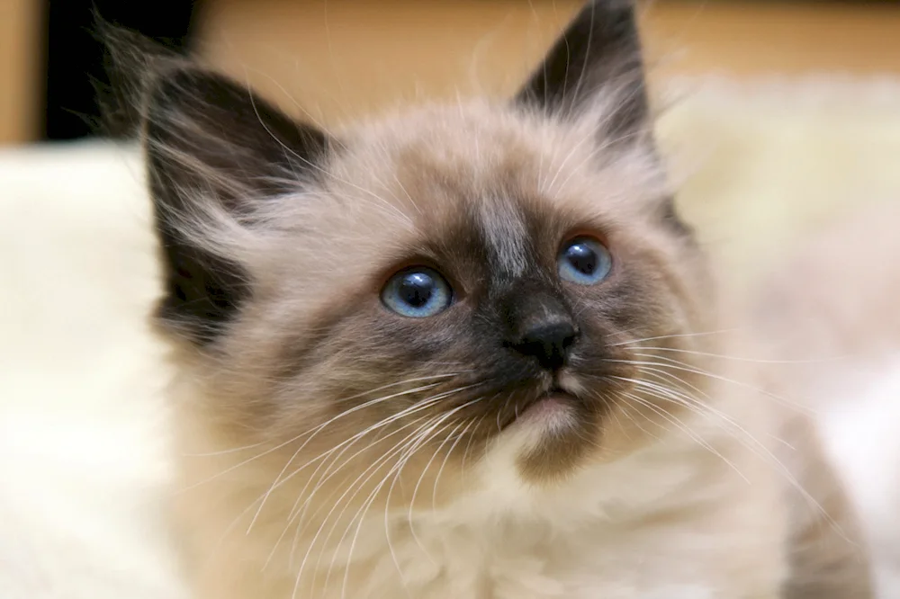 Siamese Ragdoll