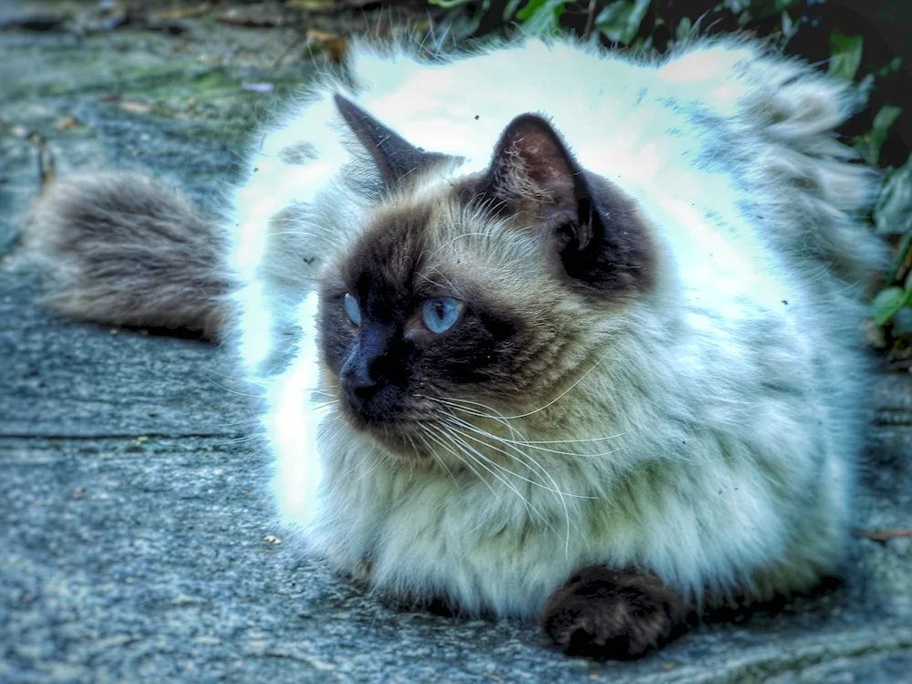 Nevsky Himalayan Siamese cat. cat