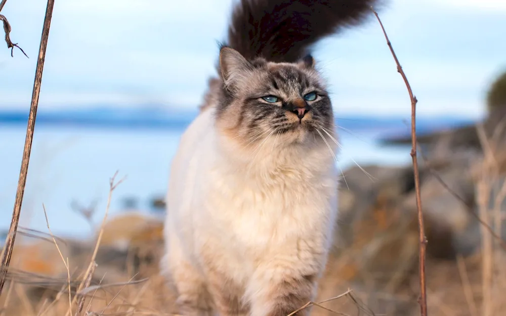 Nevsky masquerade cat