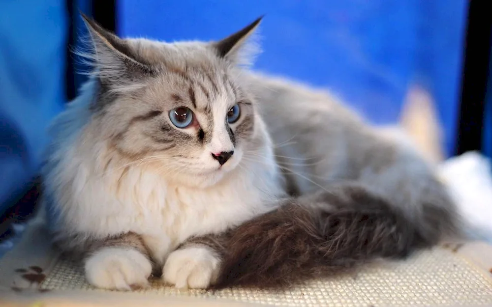 Siberian bicolour shorthair