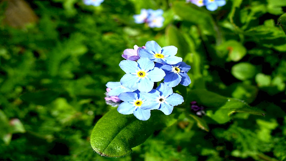 Nezabudka Alpine Myosotis alpestris