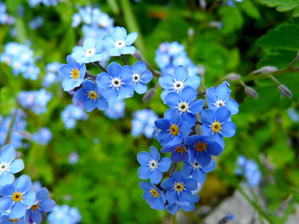 Turf forget-me-nots