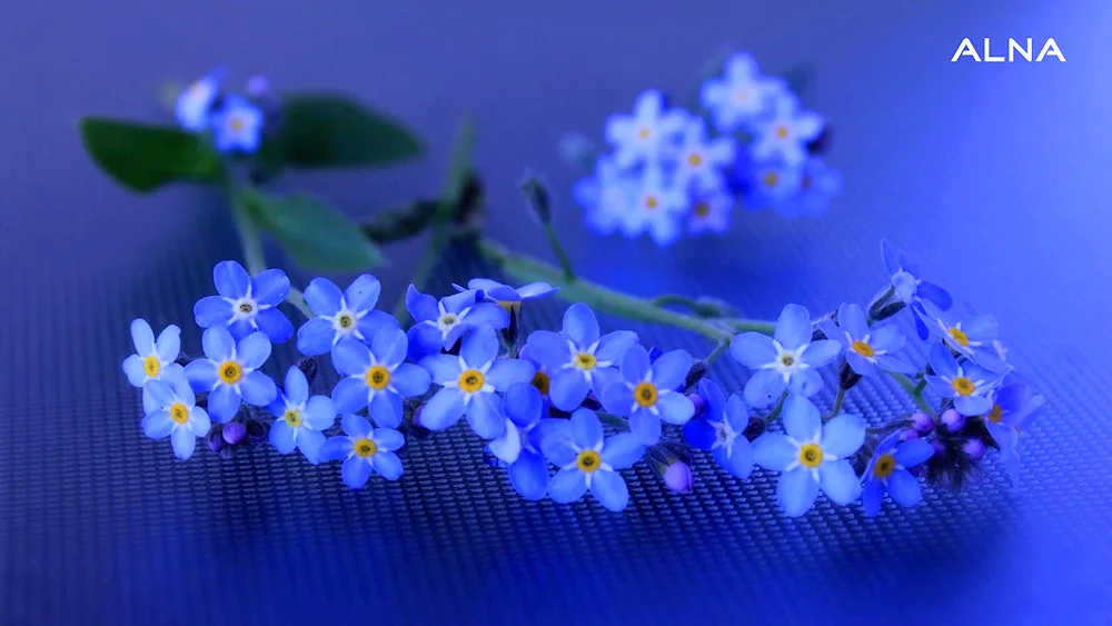 Field flower Myosotis arvensis