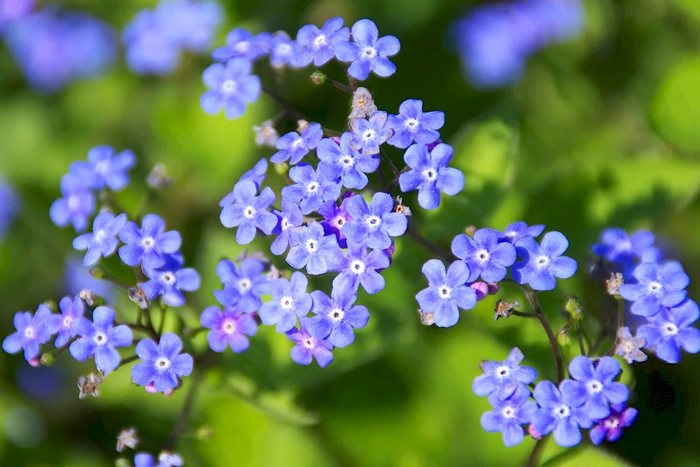 Garden blue forget-me-nots