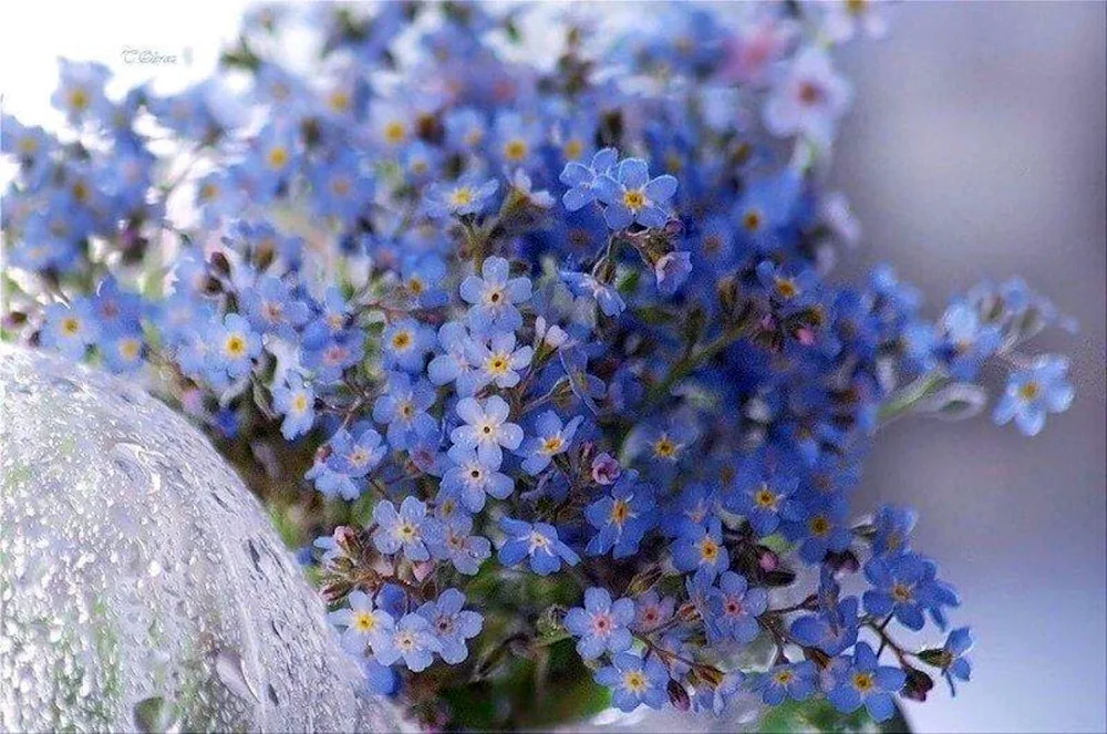 Forest myosotis. sylvatica