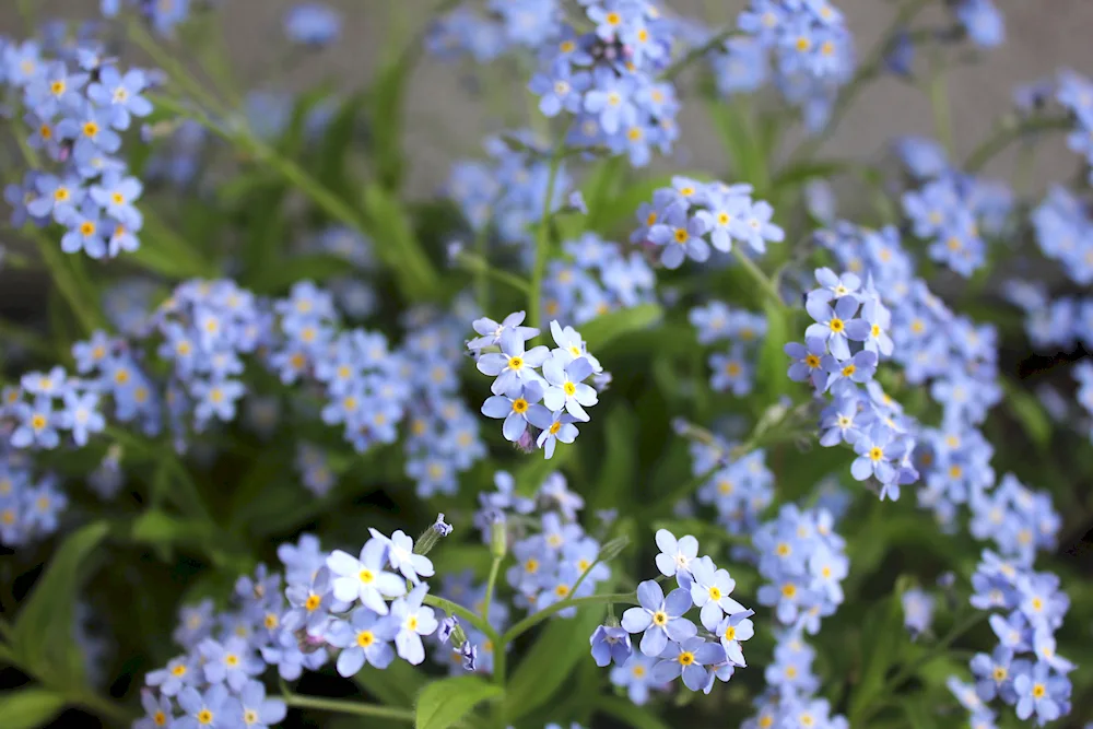 Turf forget-me-nots