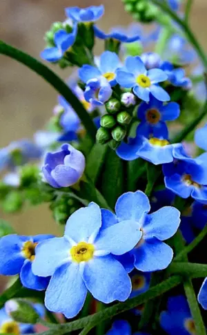 Small-flowered Nezabudka