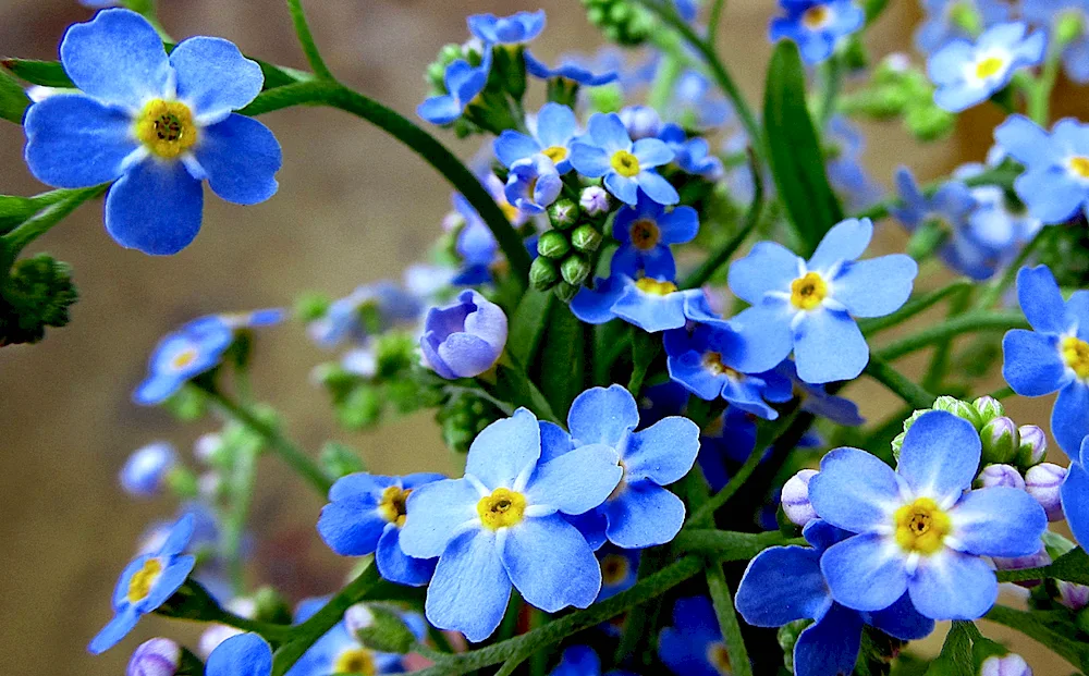 Small-flowered Nezabudka