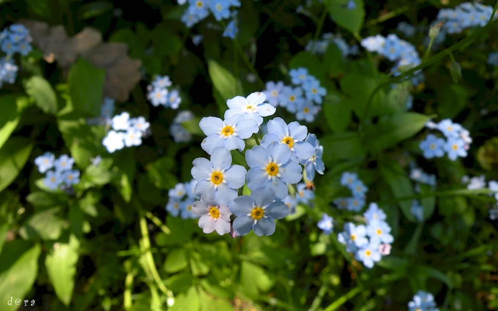 Nezabudka bouquet