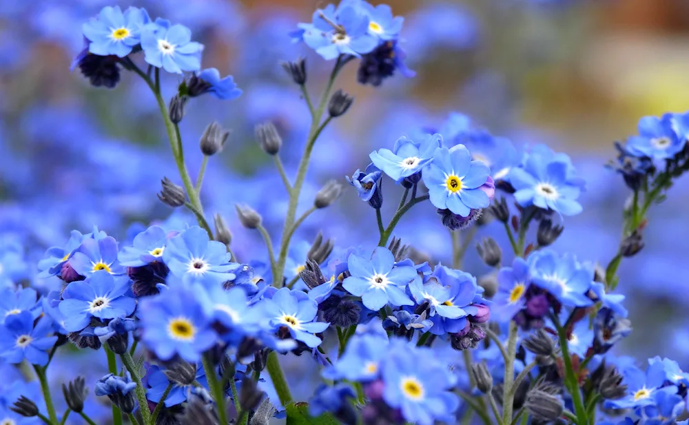 Ultramarine forget-me-nots