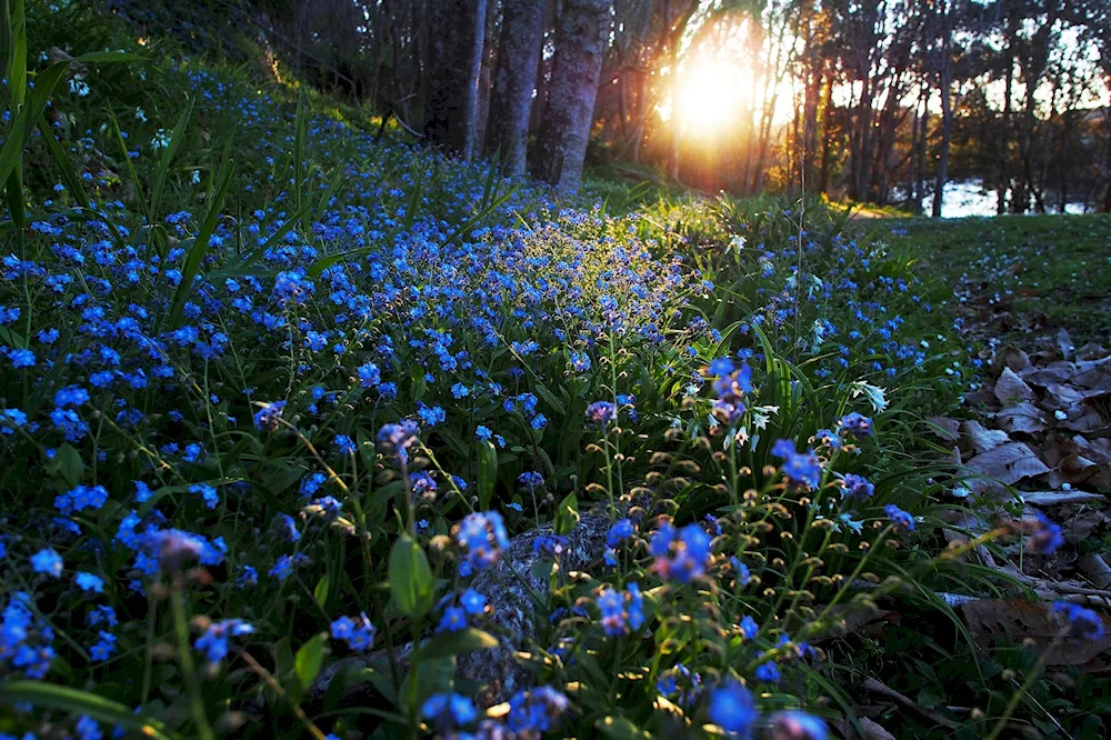 Nezabudka flowers. Lesnaya Polyana