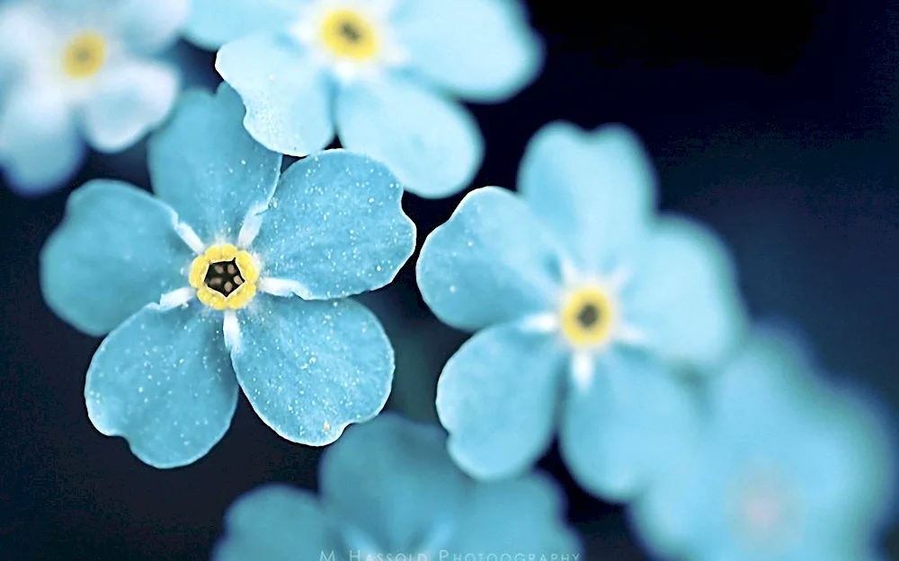 Field flower forget-me-nots