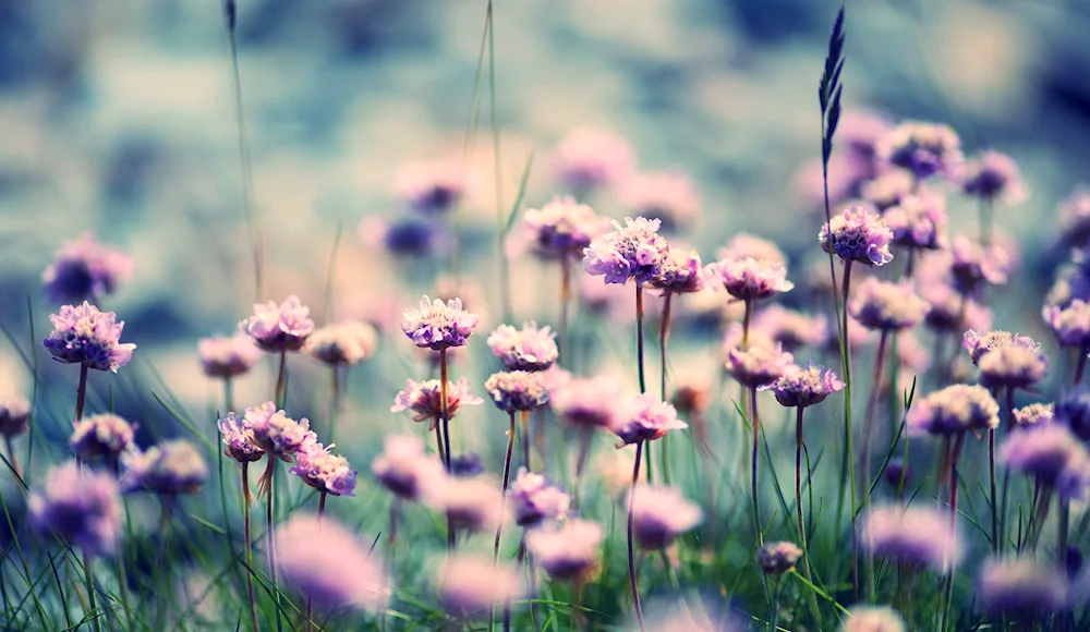 Flowers of the field