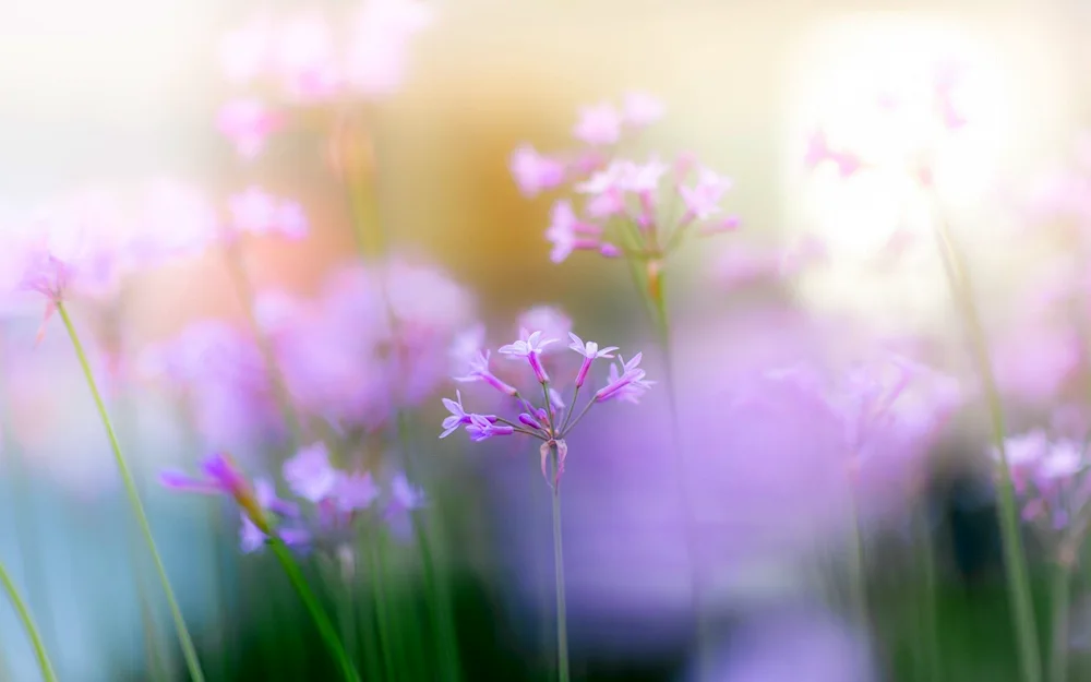 Nature in pastel colours