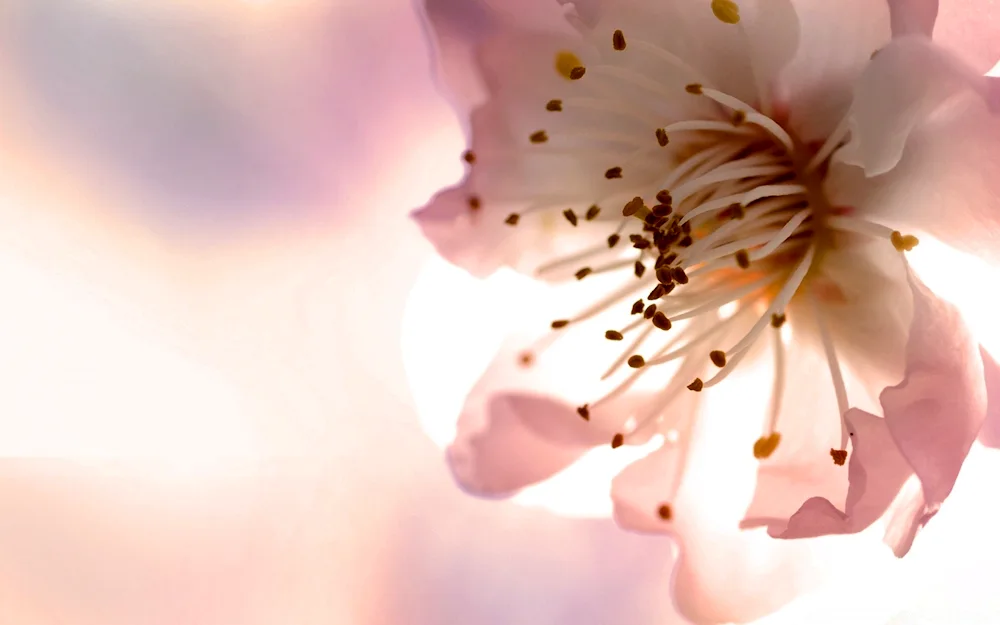 Seasonal spring flowers