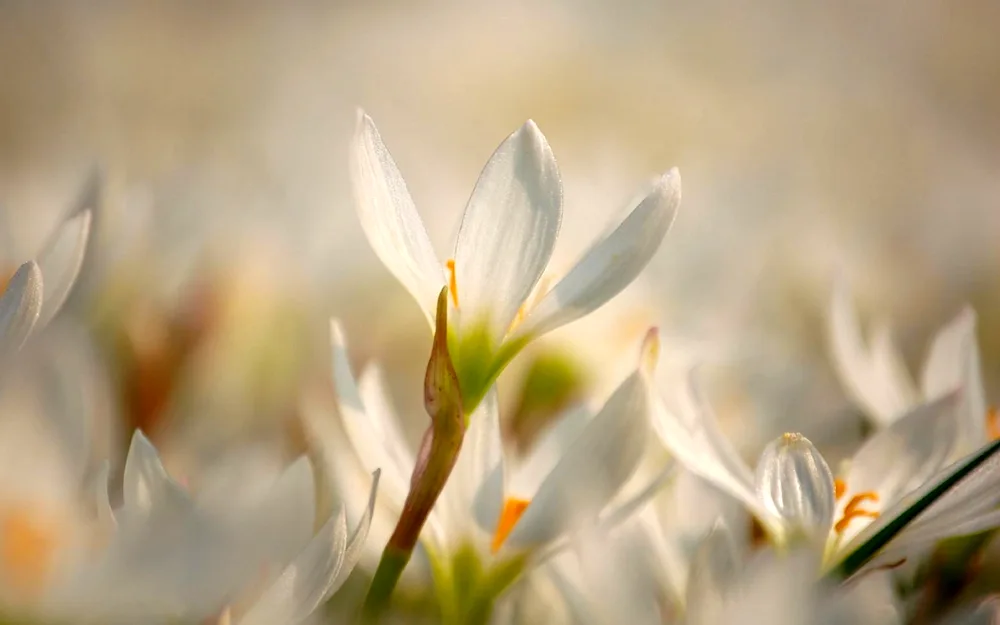 Sweet spring flowers