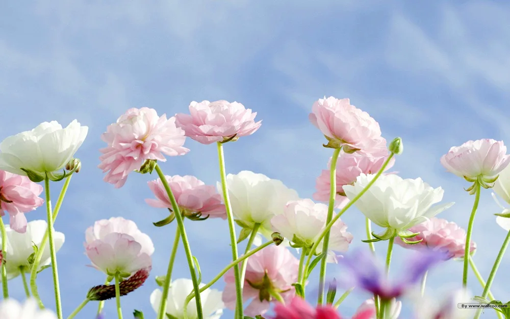 Pink flowers