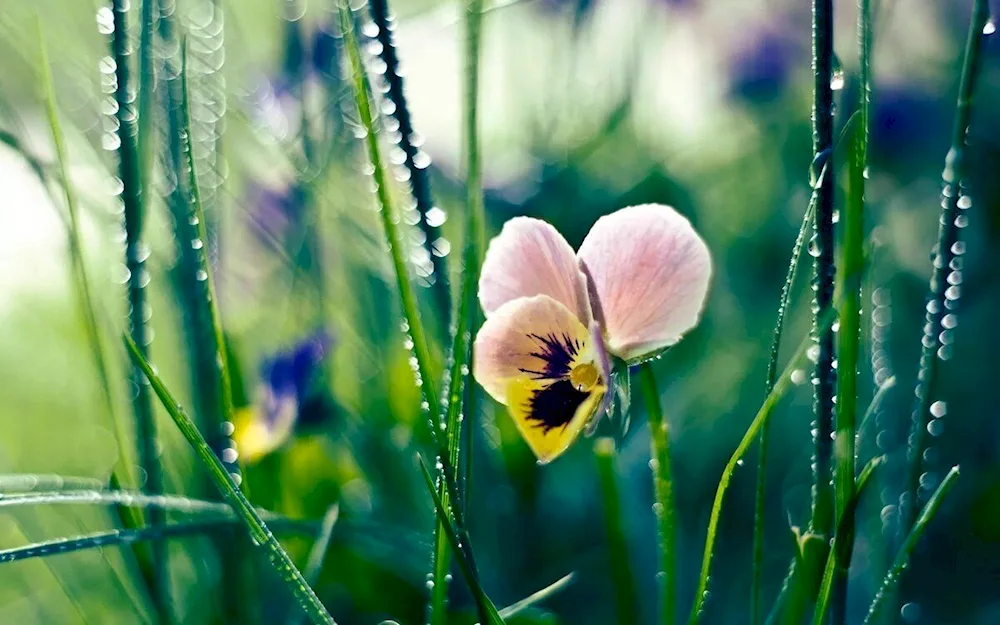 Purple colour in nature