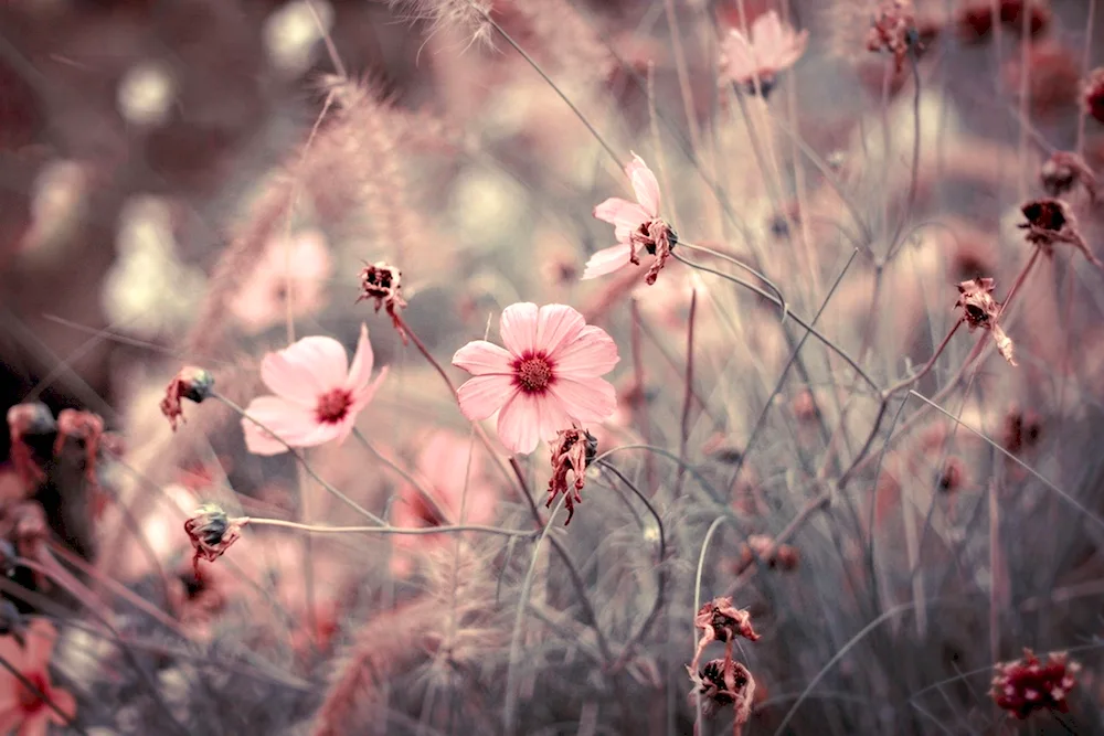 Pink flowers