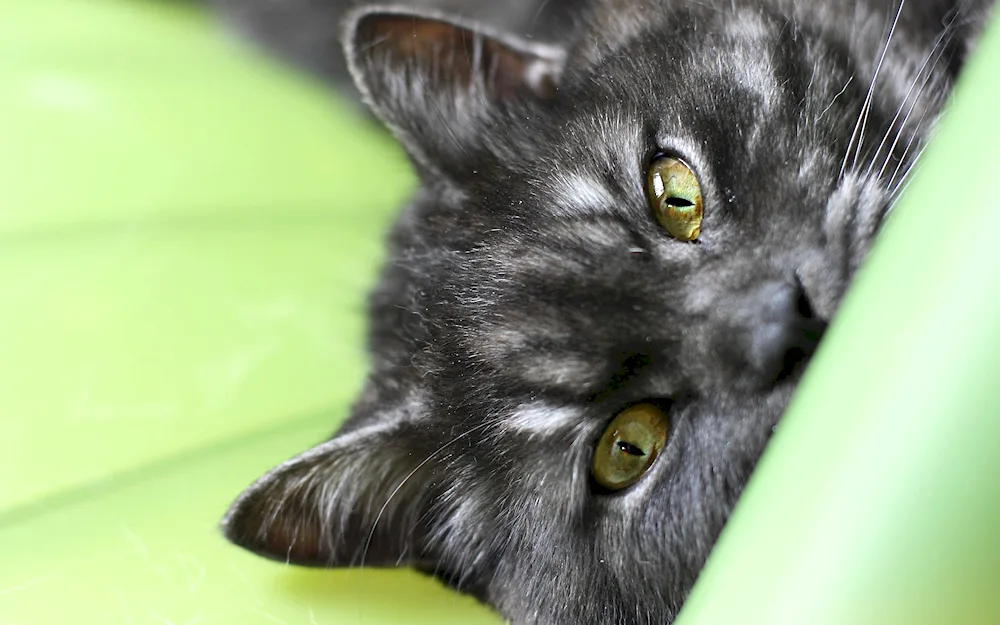 British shorthair cat