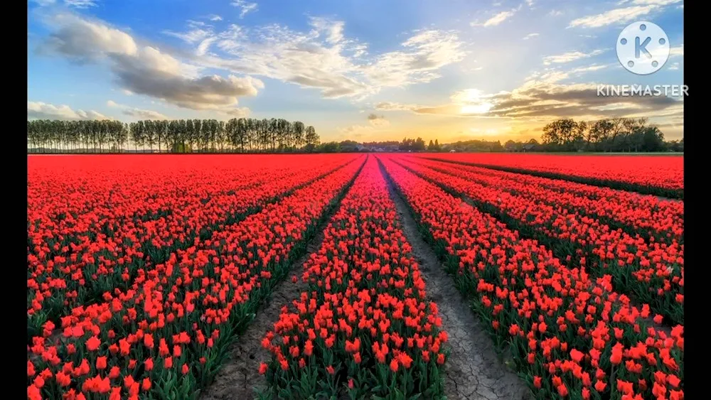 Netherlands tulip field