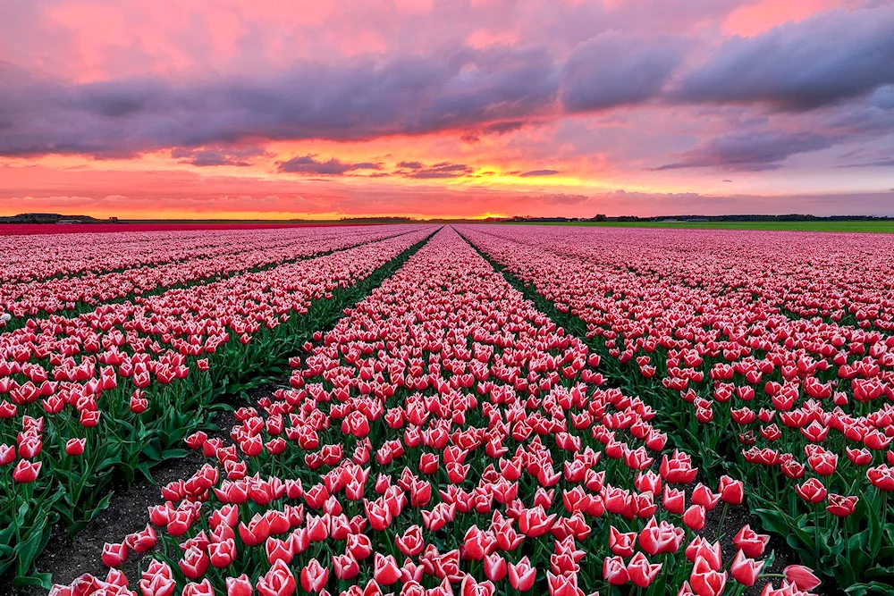 Netherlands tulip fields