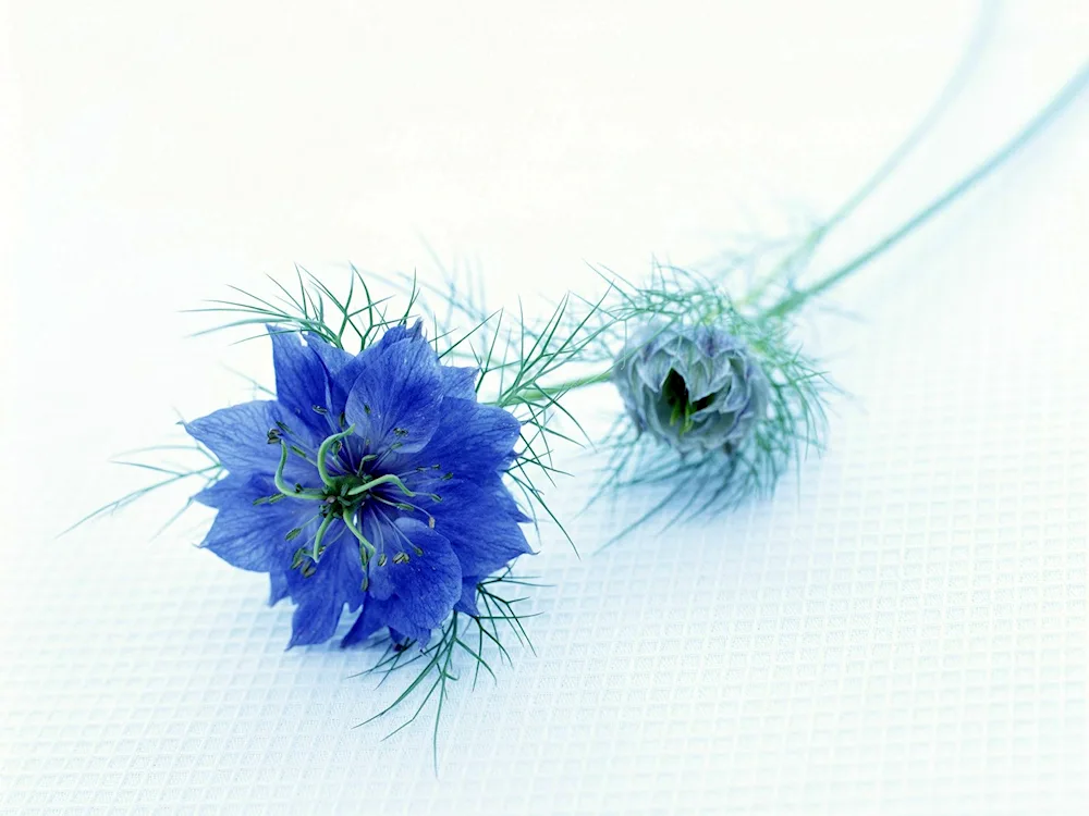 Nigella blue