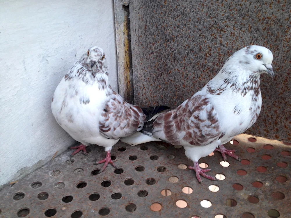 Nikolaevskie pigeons fighter pigeons