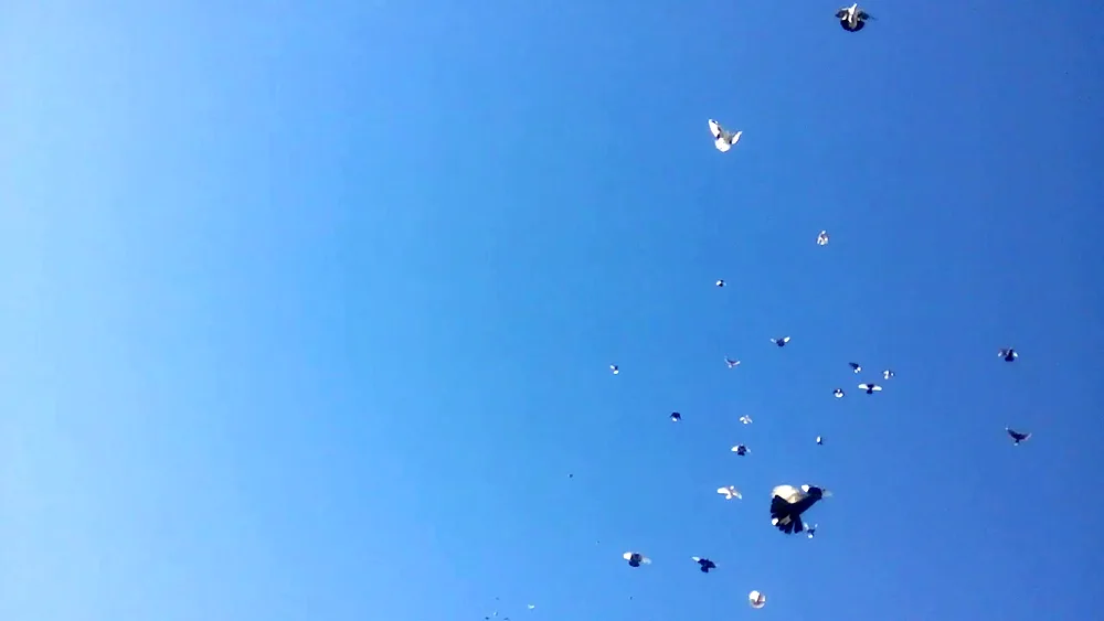 High-flying pigeons