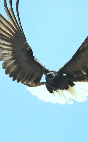 Nikolayevsky serpentine pigeons