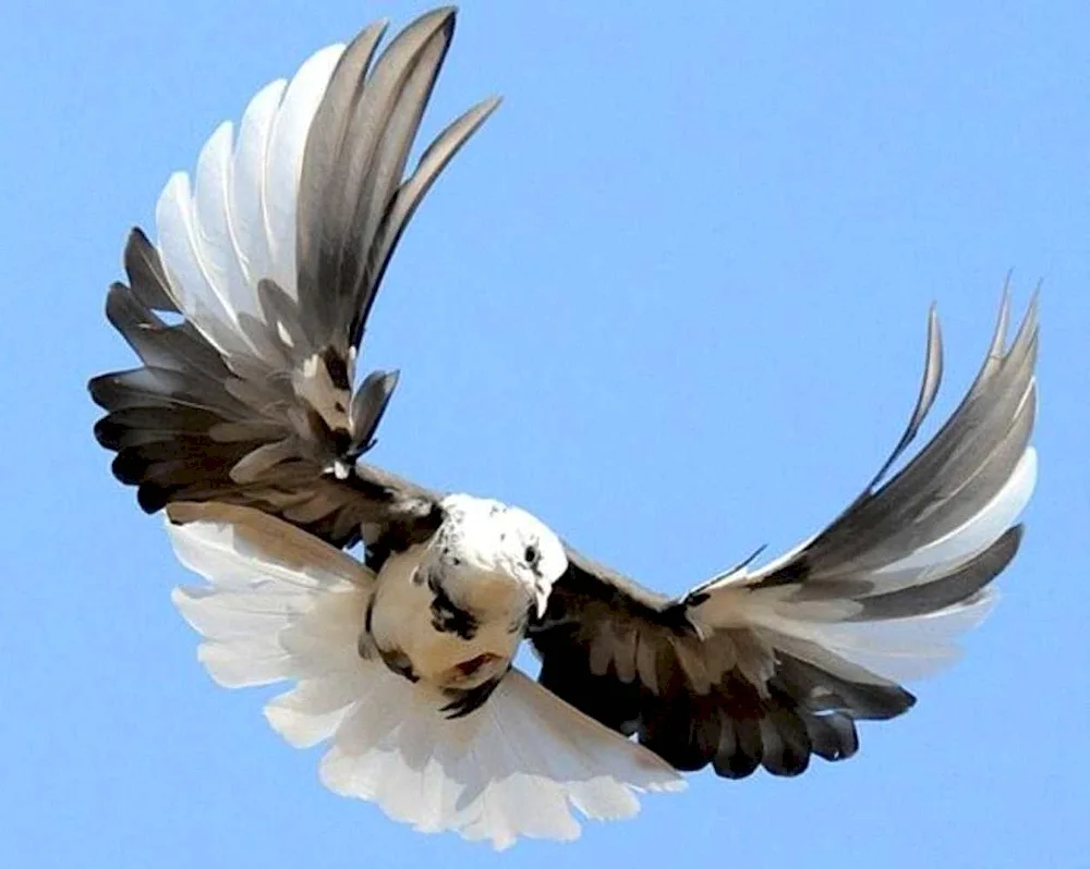 Nikolayevsky serpentine pigeons