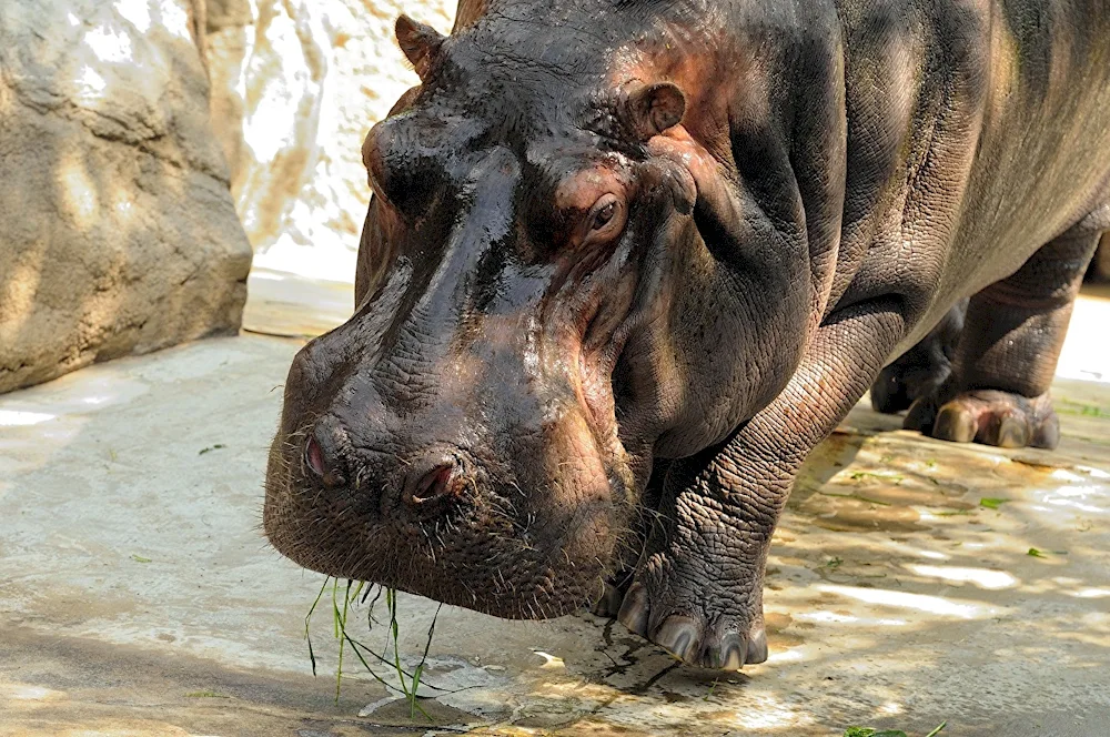 Nile hippo Hippopotamus