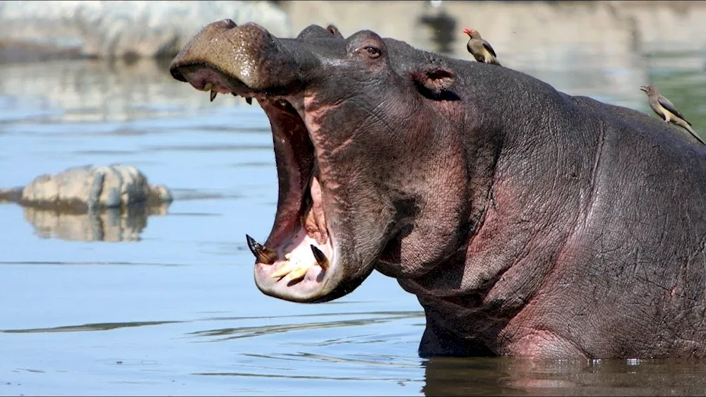 Hippopotamus