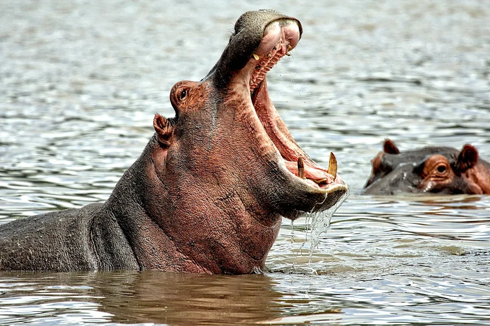 Hippopotamus Hugo