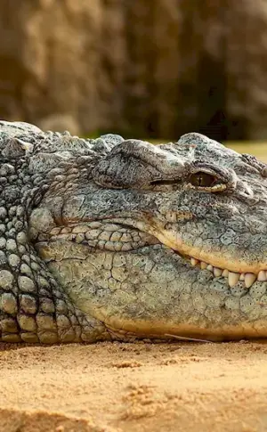 Nile crocodile