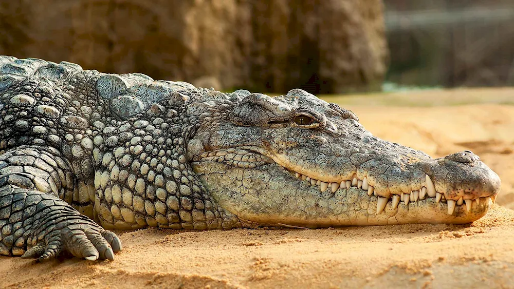 Nile crocodile