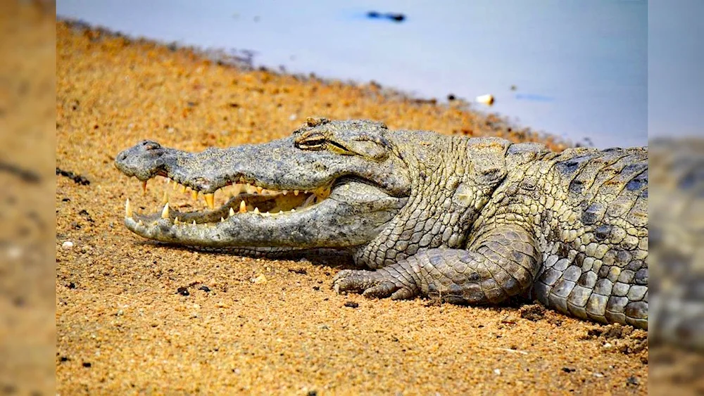 Nile crocodile