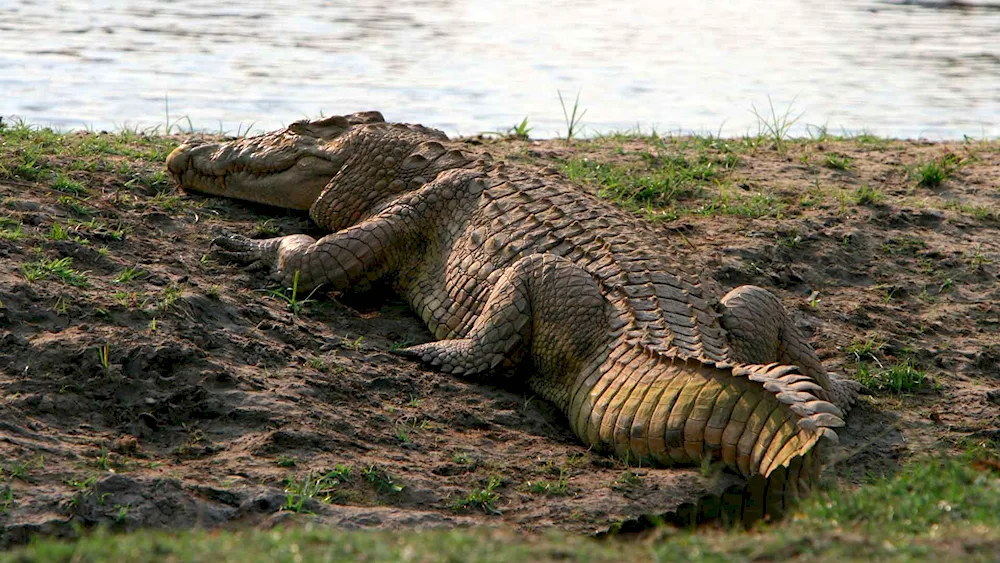 Ridgeback crocodile