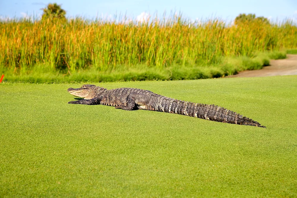 Australian crested crocodile