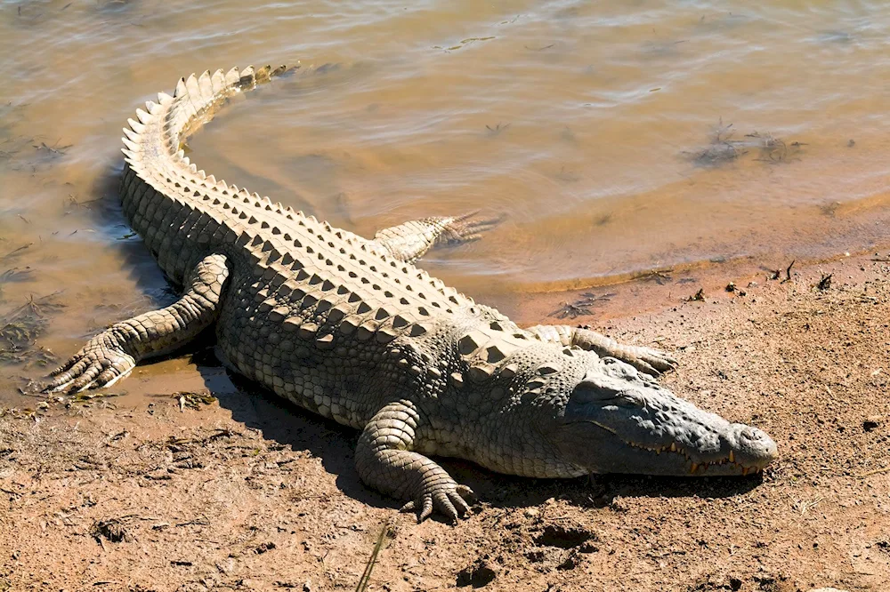 Nile crocodile