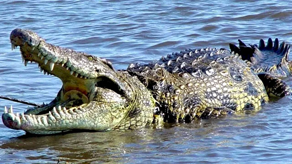 Australian alligator crocodile Caiman