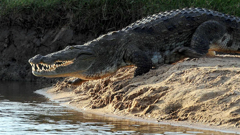 Neel crocodiles in Egypt