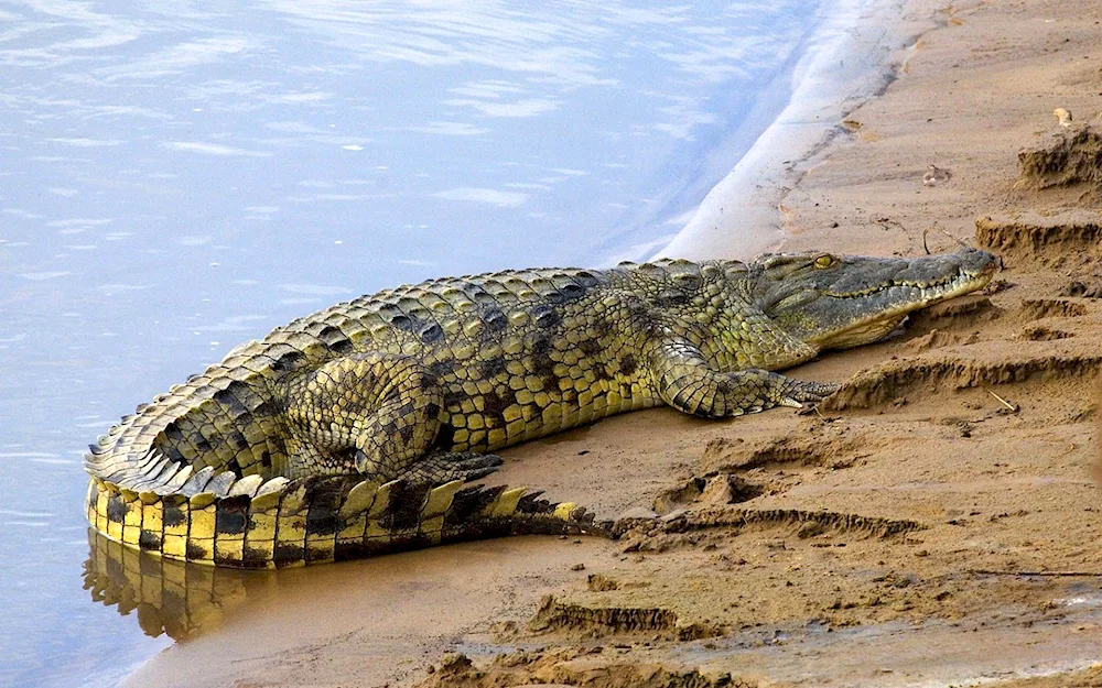 Nile crocodile