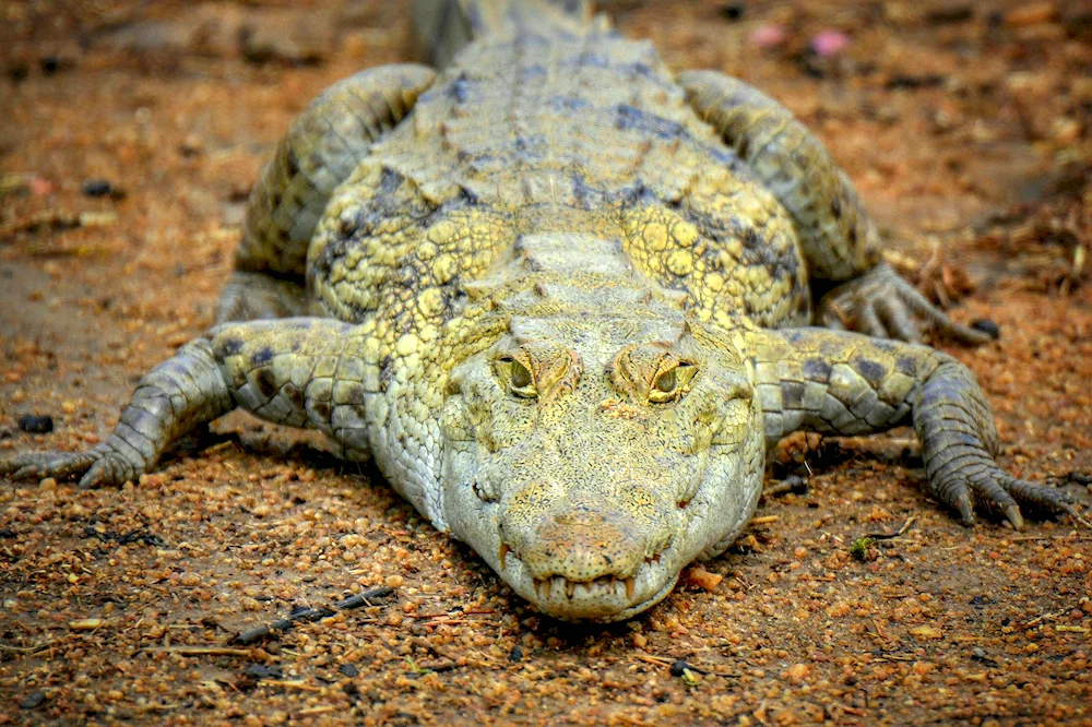 Ridgeback crocodile Crocodile teeth